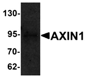AXIN1 Antibody