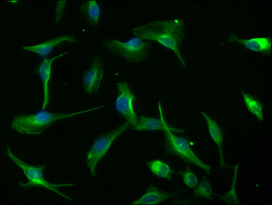 AXIN2 Antibody