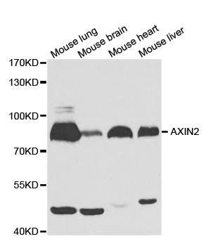 AXIN2 antibody