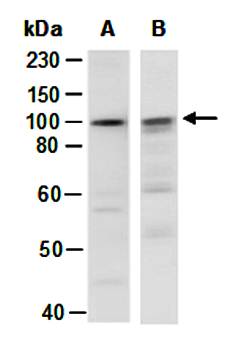 AXIN2 antibody