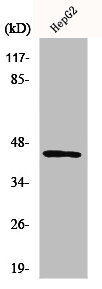 AZI2 antibody