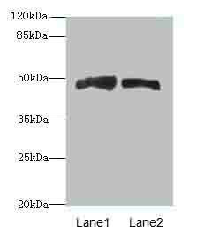 AZIN1 antibody