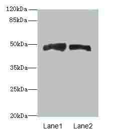 AZIN1 Antibody