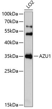 AZU1 antibody