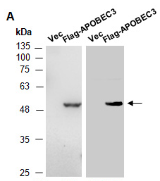 APOBEC3 (C) Antibody, Rabbit Polyclonal