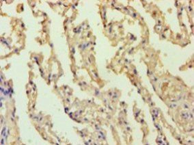 BCL10 Antibody