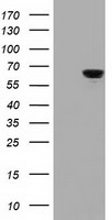 B Raf (BRAF) antibody