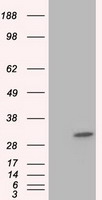 B Raf Antibody