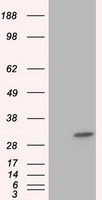 B Raf (BRAF) antibody