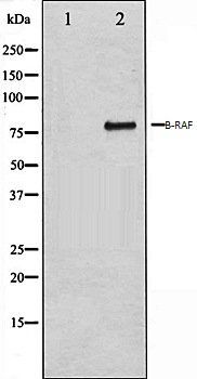 B-RAF antibody