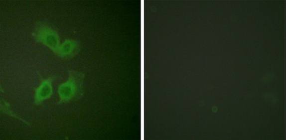 Amyloid β A4 (Ab-743/668) Antibody
