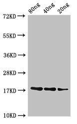 B1 antibody