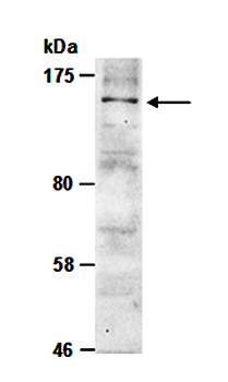 CD45 antibody