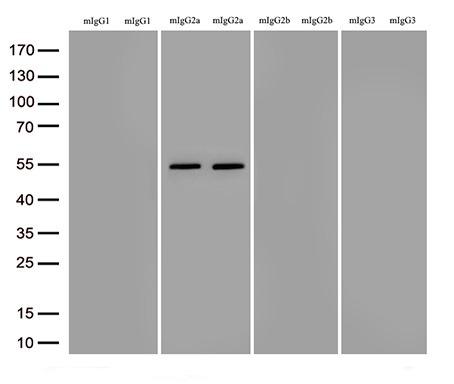 B3GALNT2 Antibody