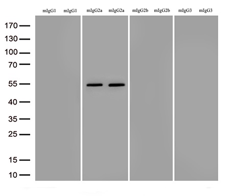 B3GALNT2 antibody