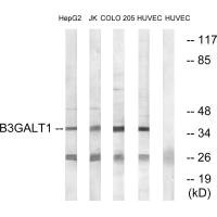 B3GALT1 antibody