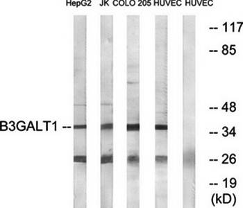 B3GALT1 antibody