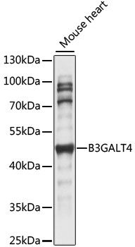 B3GALT4 antibody