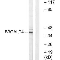B3GALT4 antibody