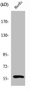 B3GALTL antibody