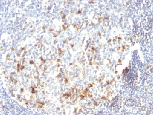 CD57 antibody