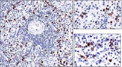 CD57 antibody