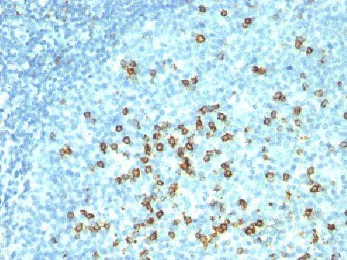 CD57 / B3GAT1 (Natural Killer Cell Marker) Antibody