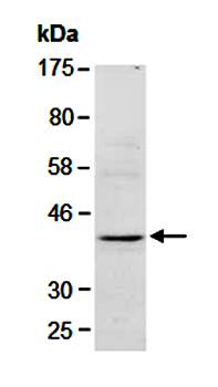 CD57 antibody