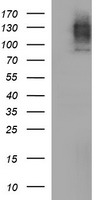 B3GNT1 Antibody