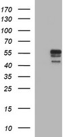 B3GNT1 Antibody