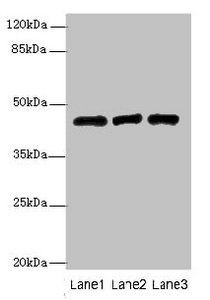B3GNT2 Antibody