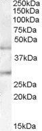 Goat anti-B3GNT2 Antibody