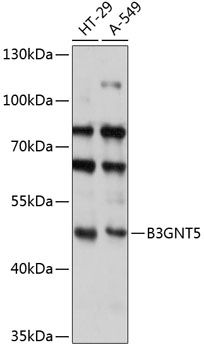 B3GNT5 antibody