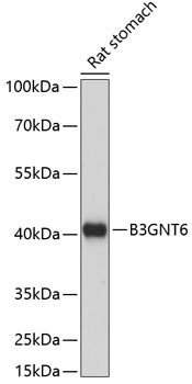 B3GNT6 antibody