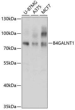B4GALNT1 antibody
