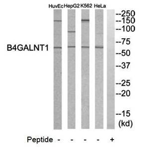 B4GALNT1 antibody