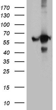 B4GALT3 antibody