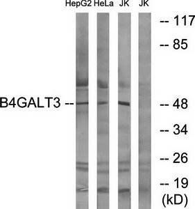 B4GALT3 antibody