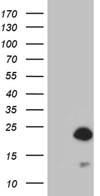 B4GALT4 Antibody