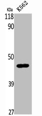 B4GALT5 antibody