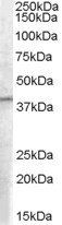 Goat anti-B5 Receptor / PCID1 / EIF3M Antibody