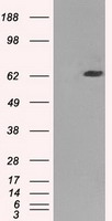 B7-2 (CD86) antibody