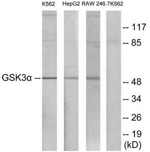GSK3 alpha antibody