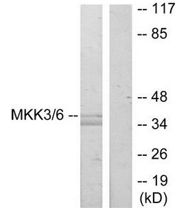 MKK3 (Ab-189) Antibody