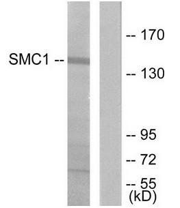 SMC1 antibody