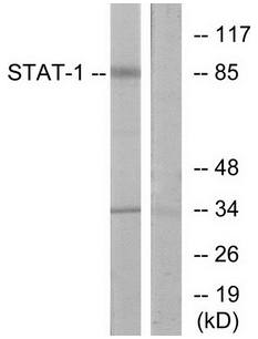 STAT1 antibody