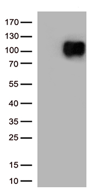 B7H3 (CD276) antibody