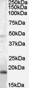 Goat anti-BAALC Antibody