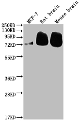 BACE1 antibody