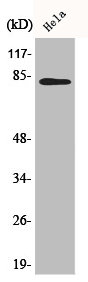 BACH1 Antibody